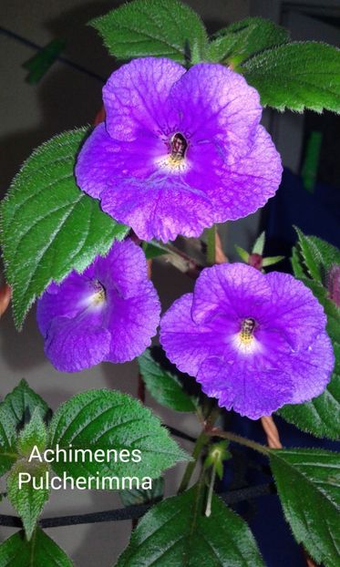 12 / Achimenes Pulcherimma - 2019 - ACHIMENES