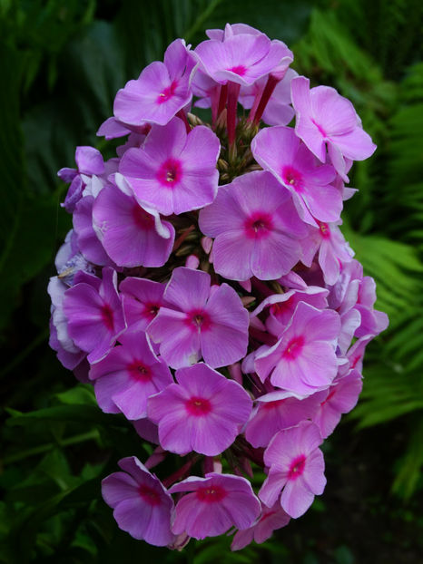  - Phlox