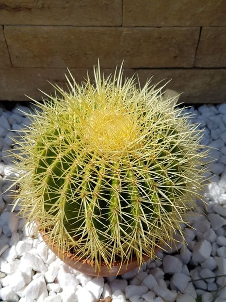 Echinocactus grusonii - Cactusi si plante suculente 2017-2018-2019