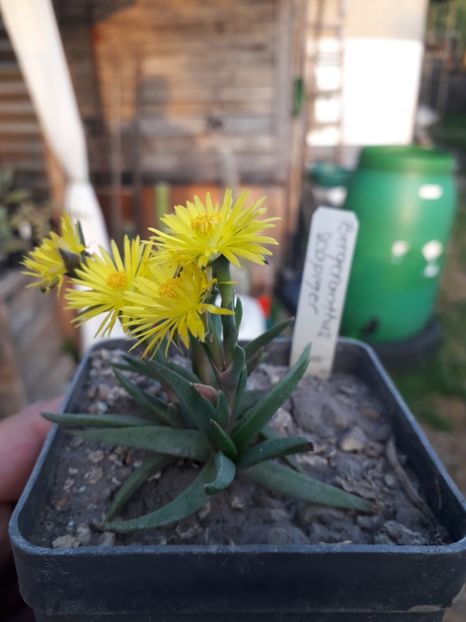 BERGERANTHUS SCAPIGER - Cactusi înfloriti 2019