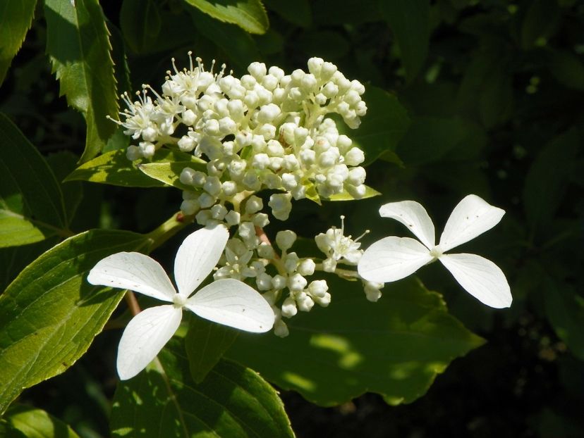 hydrangea pan. Great Star - Dobarland 2019 3