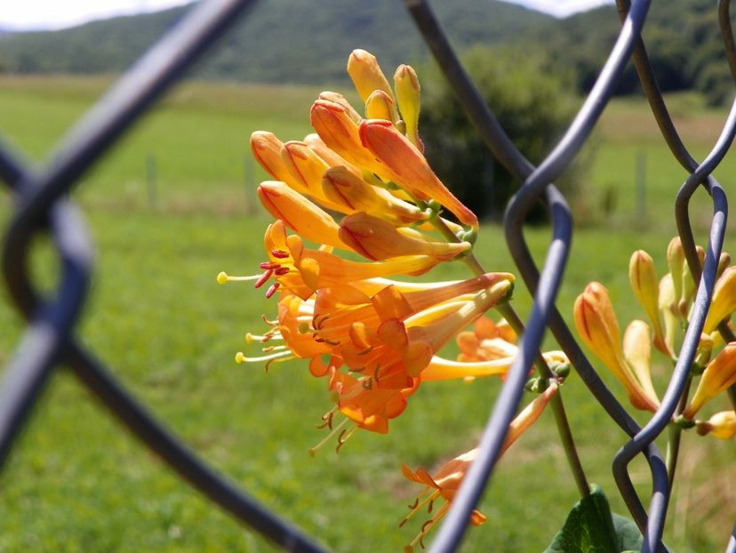 lonicera Golden Trumpet - Dobarland 2019 3