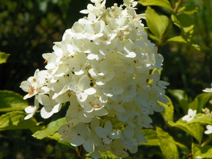 hydrangea pan. Magical Moonlight - Dobarland 2019 3