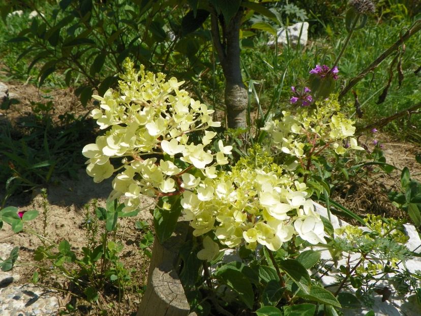 hydrangea pan. Silver Dollar - Dobarland 2019 3