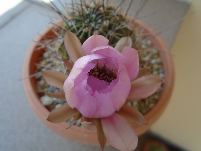 Lobivia jajoiana cv. anemone - Cactusi 2019 bis