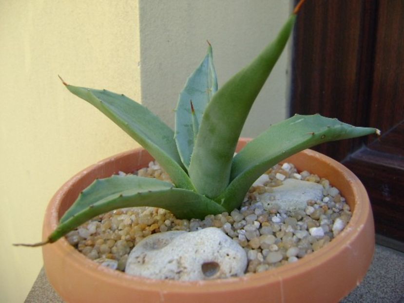 Agave sp. din seminte - Agave si Yucca 2019