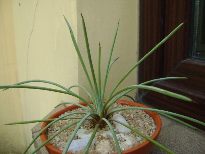 Agave stricta nana cv. Blue Form - Agave si Yucca 2019