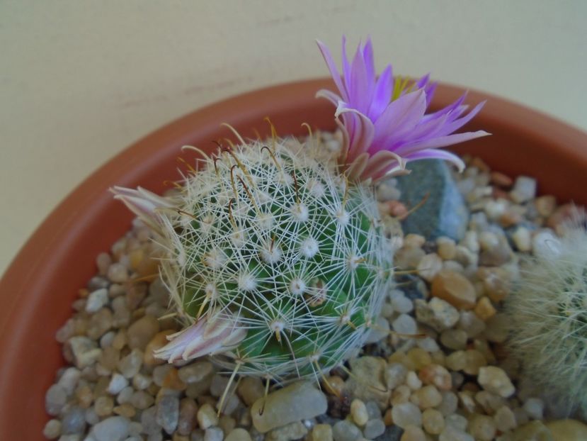 Mammillaria boolii - Cactusi 2019 bis