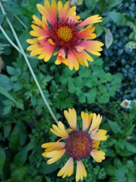 Gaillardia - Iulie