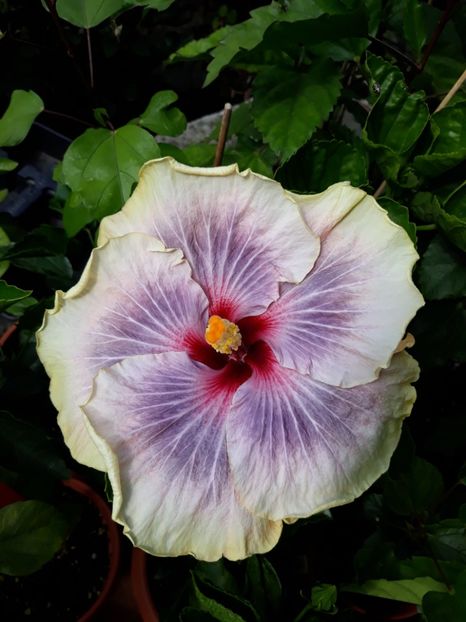 Tahitian Taui - Colecția mea de hibiscusi