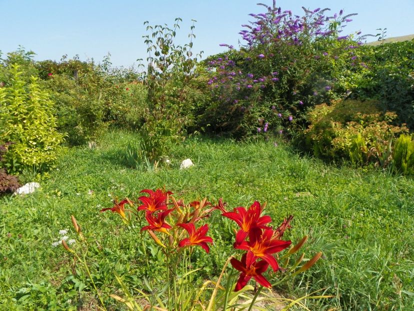 hemerocallis Crimson Pirate - Dobarland 2019 3