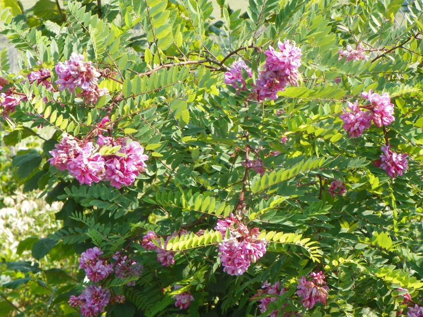 robinia hispida - Dobarland 2019 3