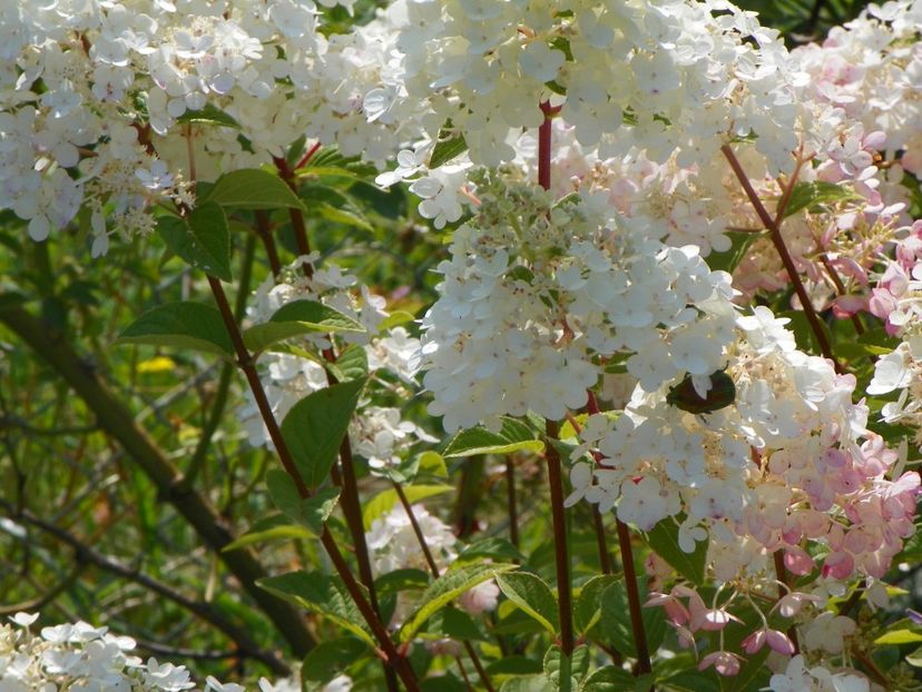 hydrangea pan. Sundae Fraise - Dobarland 2019 3