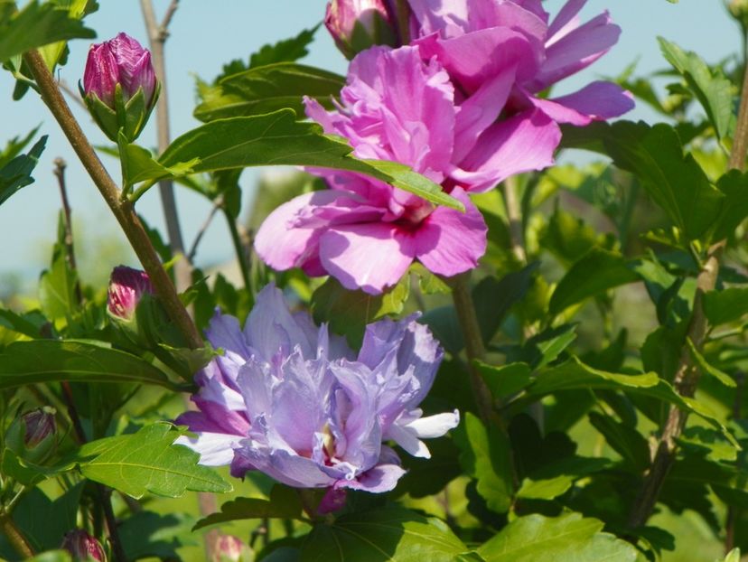 hibiscus syriacus Ardens - Dobarland 2019 3