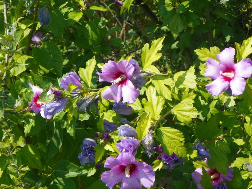 hibiscus syriacus - Dobarland 2019 3