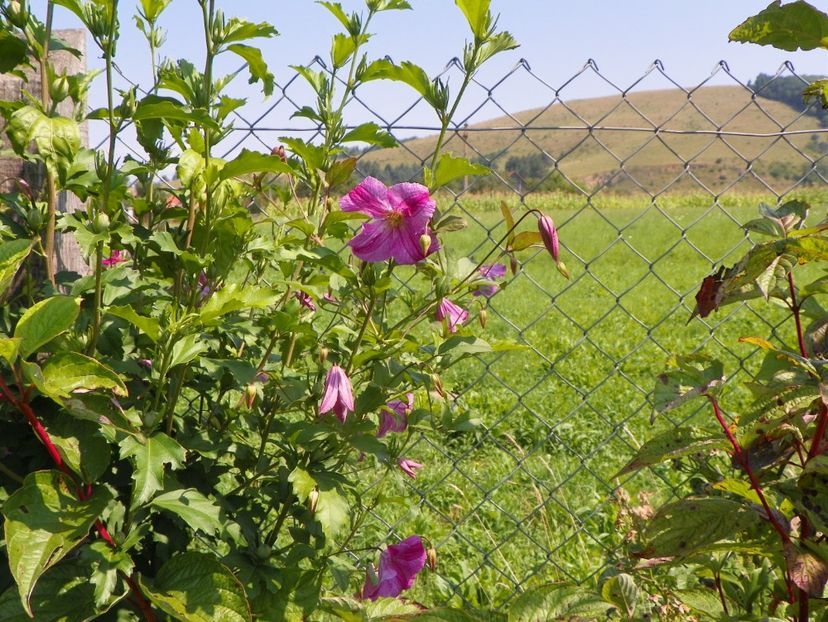 clematis Krakowiak - Dobarland 2019 3