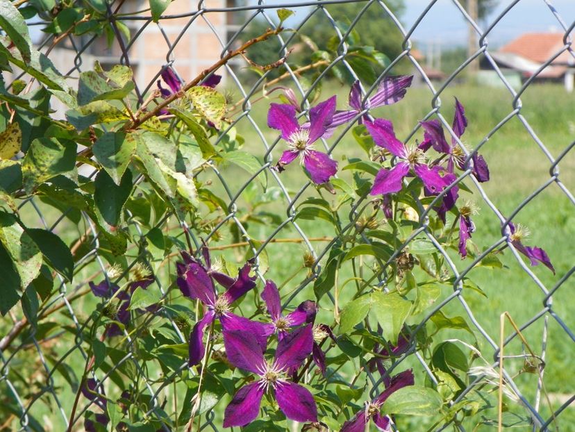 clematis Mikelite - Dobarland 2019 3