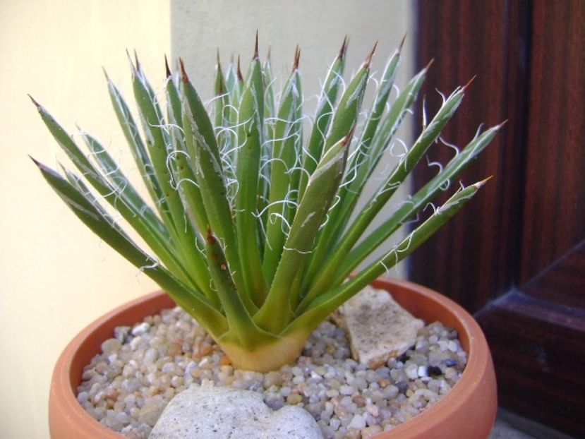 Agave filifera schidigera - Agave si Yucca 2019