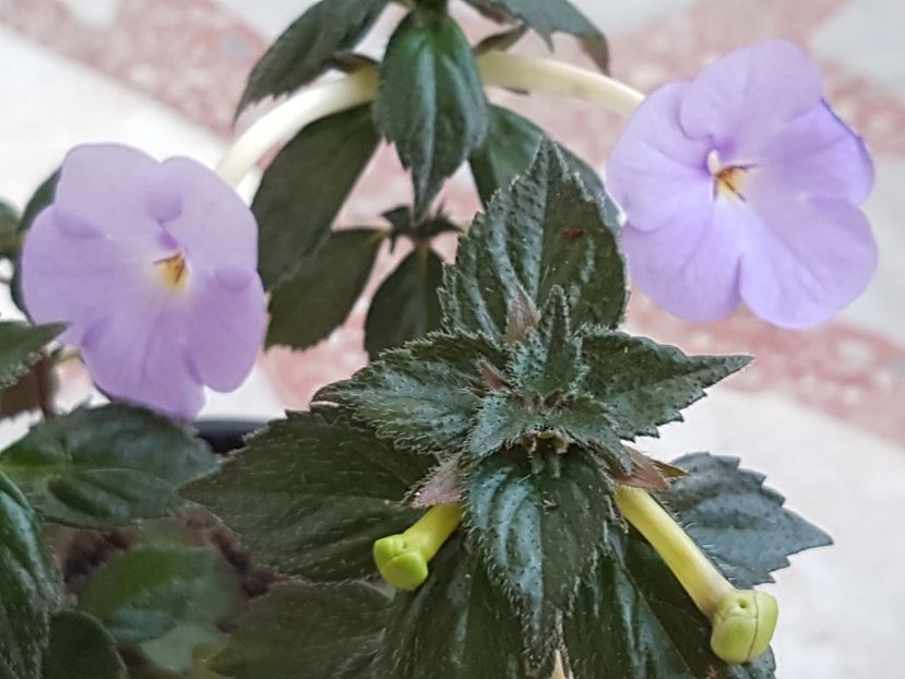 Forget me not - Achimenes 2019