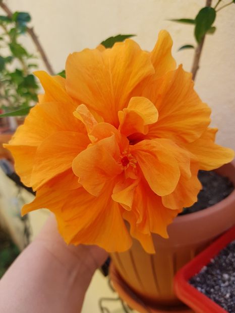  - 1-2 HIBISCUS