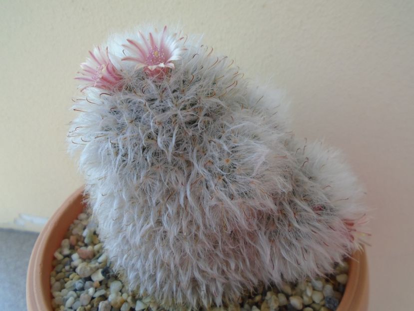 Mammillaria bocasana cv. multilanata - Cactusi 2019 bis