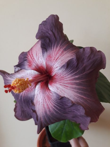  - 1- HIBISCUS 2019