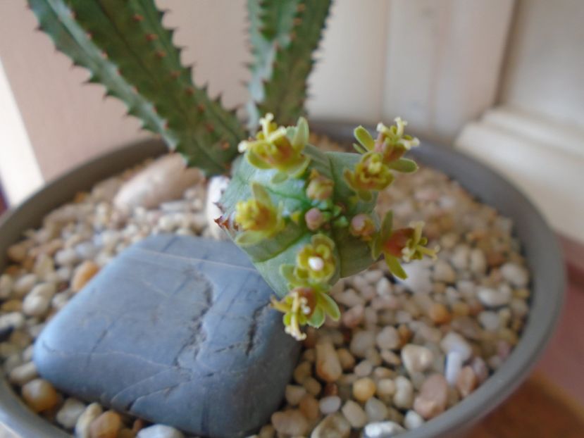 Euphorbia tubiglans - Caudiciforme si bulbi 2019