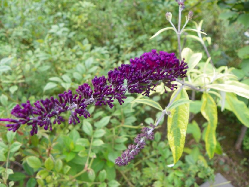 buddleja Santana - Dobarland 2019 3