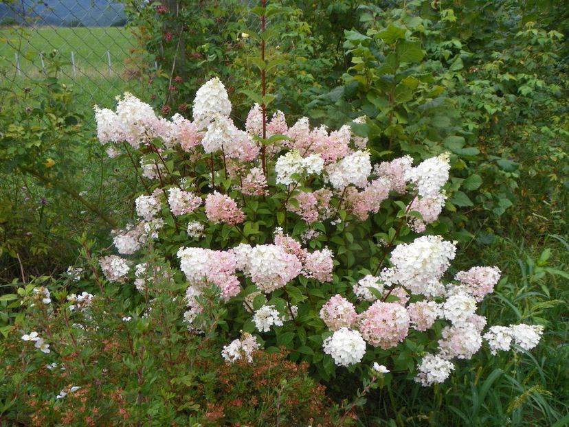 hydrangea pan. Sundae Fraise - Dobarland 2019 3