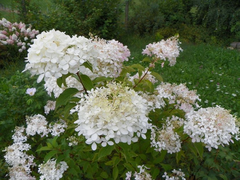 hydrangea pan. Phantom - Dobarland 2019 3