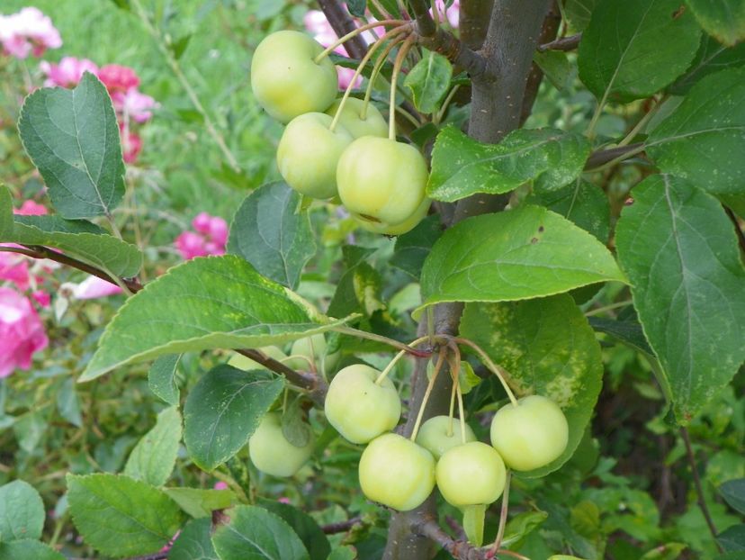 malus Red Sentinel - Dobarland 2019 3