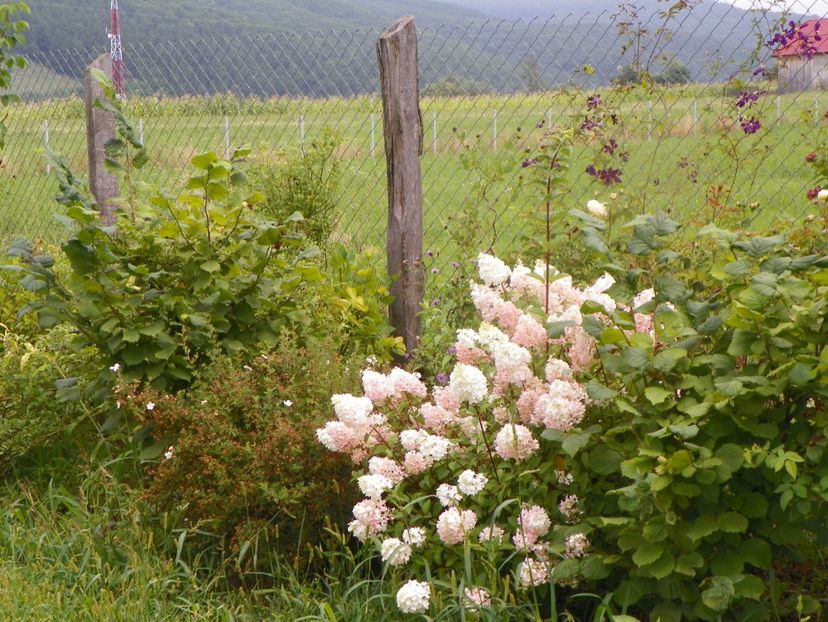 hydrangea pan. Sundae Fraise - Dobarland 2019 3