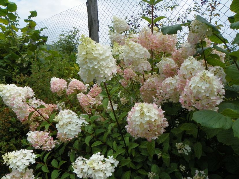 hydrangea pan. Sundae Fraise - Dobarland 2019 3