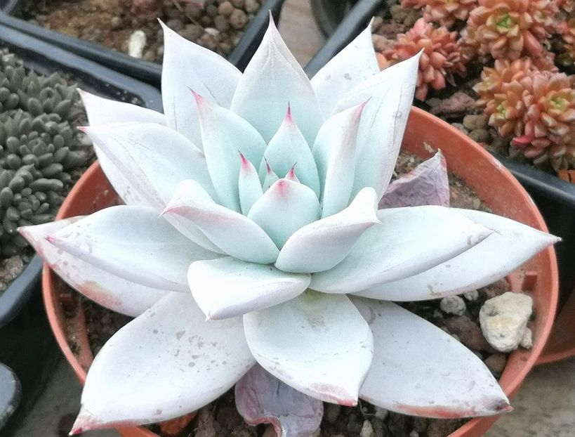 Echeveria colorata "Mexican giant" - Echeveria