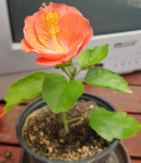  - 1-2 HIBISCUS