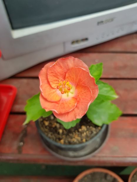  - 1-2 HIBISCUS