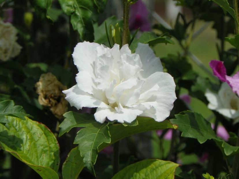 hibiscus syriacus Jeanne dArc - Dobarland 2019 4