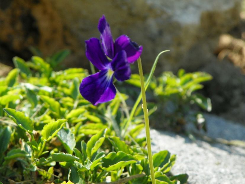 viola calcarata - Dobarland 2019 4