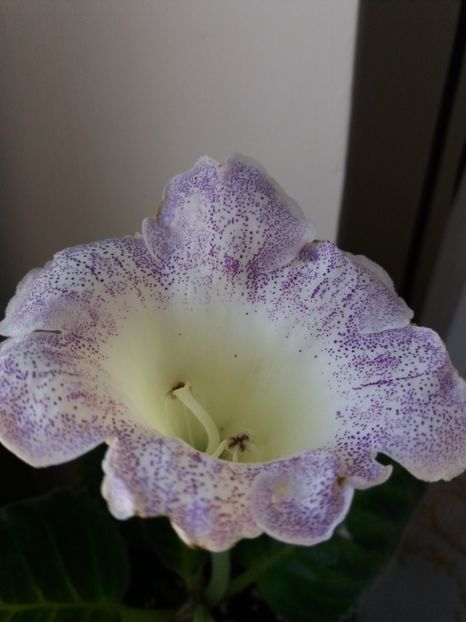  - gloxinia 2019