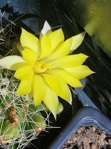 Mammillaria longimamma-inca o floare - Mammillaria