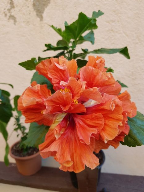  - 1-2 HIBISCUS