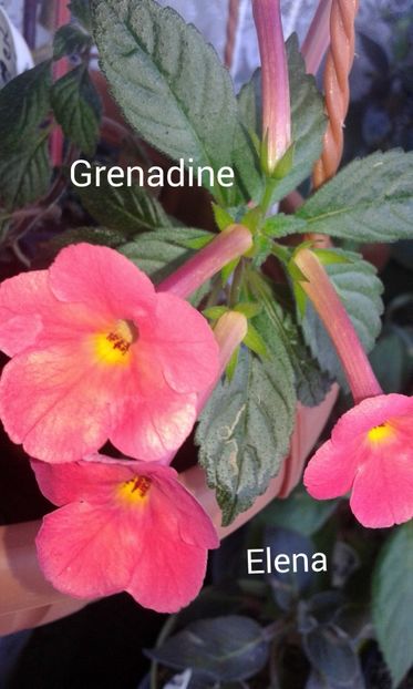 17/ Grenadine - 2019 - ACHIMENES