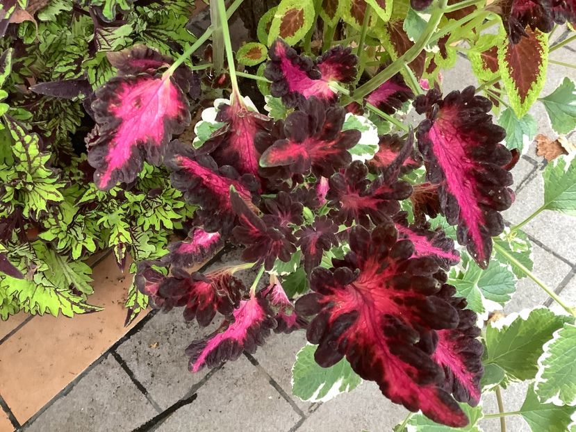  - Coleus Urzicuță