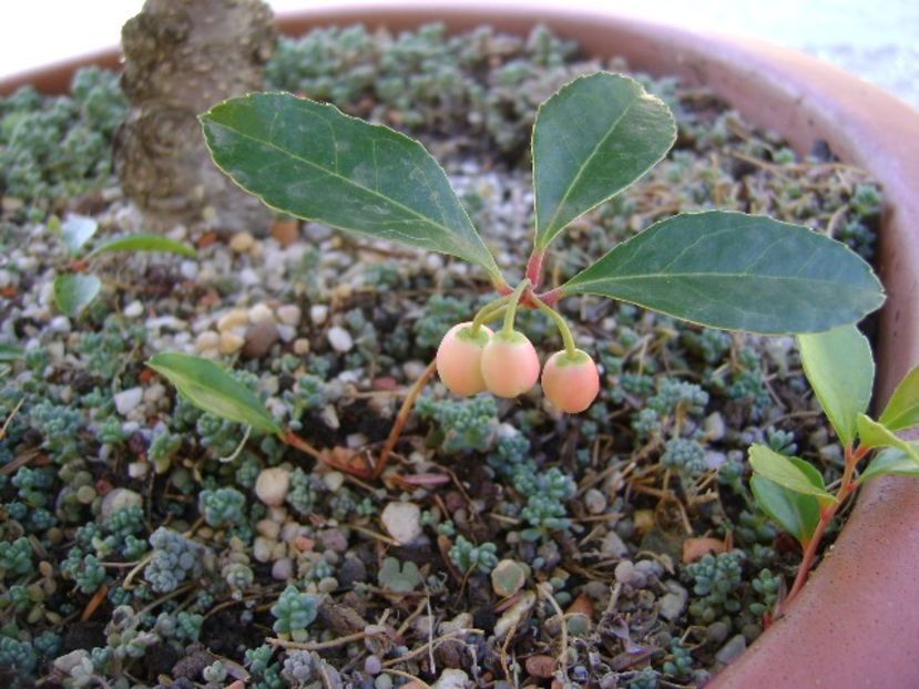 Gaultheria procumbens - r Vara 2016-2017-2018-2019