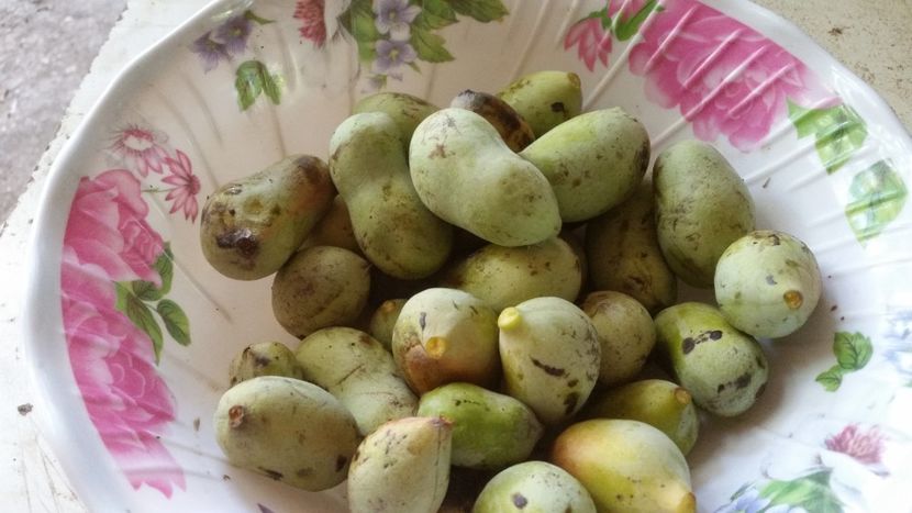 bananute(pawpaw)25.08 - Arbori fructiferi 2019