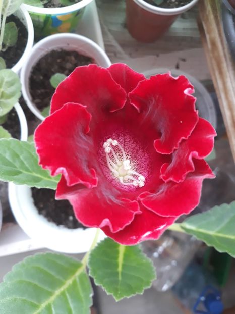  - Gloxinia din seminte