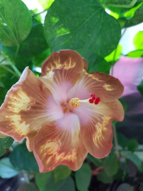  - Hibiscus Antique Treasure