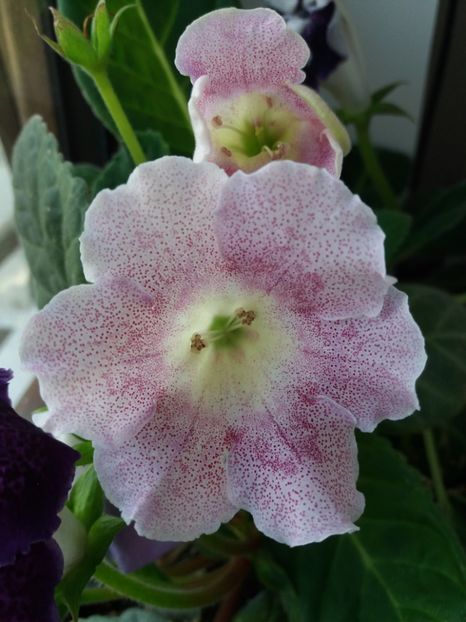 31 - gloxinia 2019