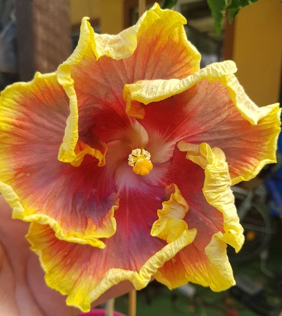  - 1-2 HIBISCUS