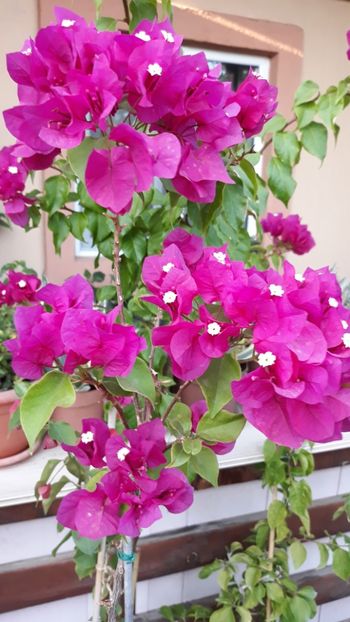  - Bougainvillea 2019-2020